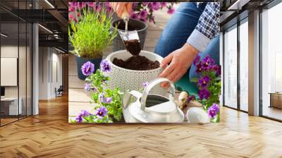 man gardener planting pansy, lavender flowers in flowerpot in garden on terrace Wall mural