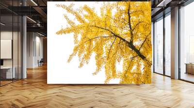 Beautiful autumn tree crown on white background. Autumn cloudy day. Fall sky. October nature landscape. Ginkgo biloba tree with yellow leaves. Yellow foliage Wall mural