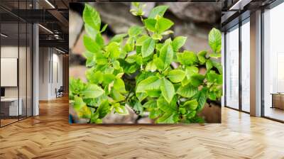 leaves of a plant, flowers after rain in the garden, fresh rose close-up, corispace, place for text Wall mural