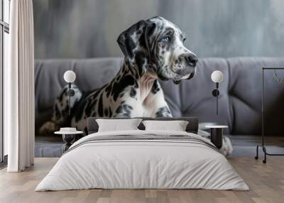 Photo portrait of a cute white and black Great Dane puppy with blue eyes, gray sofa Wall mural