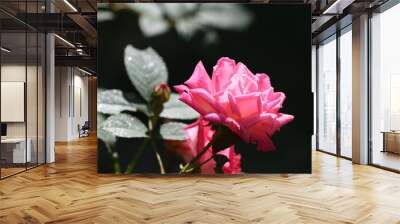 pink rose on black background Wall mural