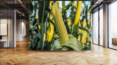 Ripening yellow corn on the cob, maize closeup Wall mural