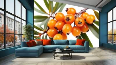 Sea buckthorn berries branch on a white background Wall mural