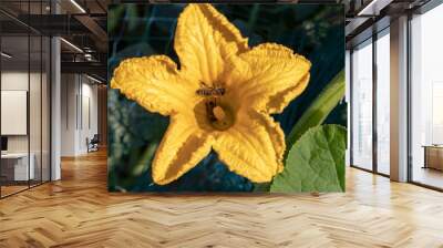 Selective focus on a fresh yellow flower of a young organic zucchini plant with two bees in it on the field or in the vegetable garden with a blurred green background. Agriculture and organic farming  Wall mural