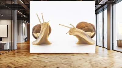 Set of various position of grape snails isolated on white background. Two beautiful grape snail talk Wall mural