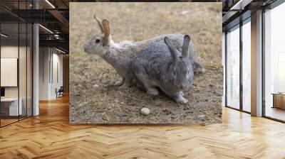 Two gray rabbits sitting on ground Wall mural