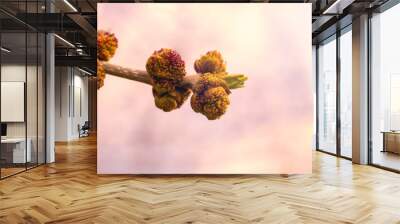 Spring bud. Composition of nature. Spring Awakening Concept Wall mural