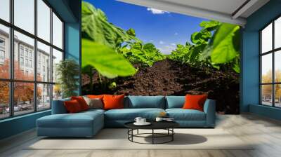 Soybean field ripening at spring season, agricultural landscape Wall mural