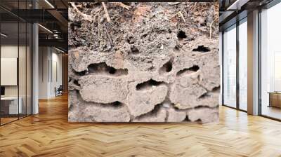 a cross section of the ant hill shows the moves the way ants move with eggs Wall mural