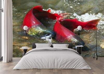 Red salmon couple Wall mural