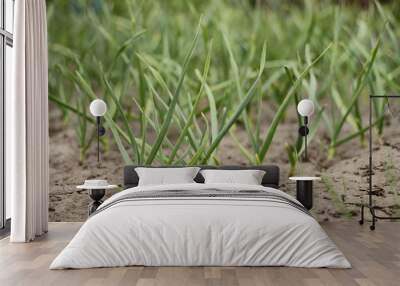 Vegetable beds with garlic Wall mural