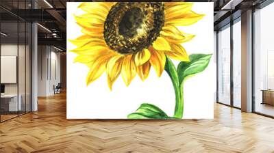 watercolor painted sunflower. painted on paper single flower in color Wall mural