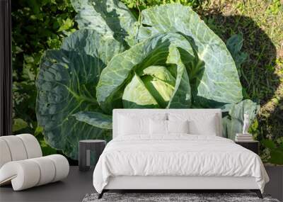 White cabbage in the garden. Bright, sunny day. Wall mural