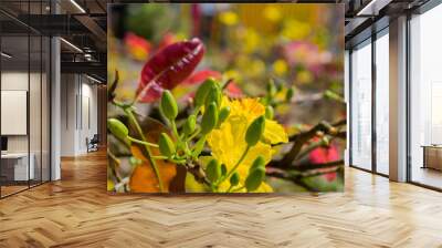 yellow flowers on a sunny day Wall mural