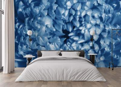 Closeup view of chysanthemum flower toned in blue color. Trendy background. Wall mural