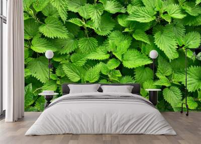 green nettle foliage texture, nettle leaf nature background Wall mural