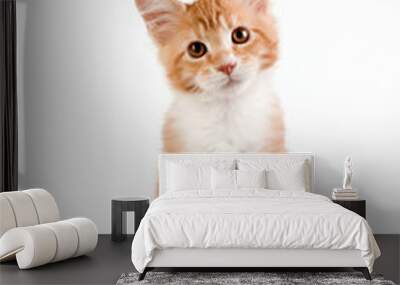 Little red kitten sitting on white background. Studio photography.
 Wall mural