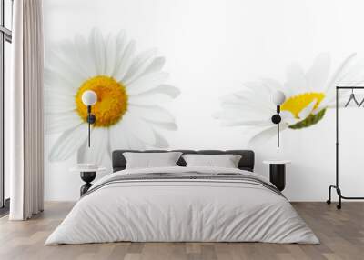 Chamomile flowers isolated on light gray background. With clipping path. Collection of beautiful chamomile flowers, summer sunny flower. Medicinal plant. Element for your design, mockup Wall mural