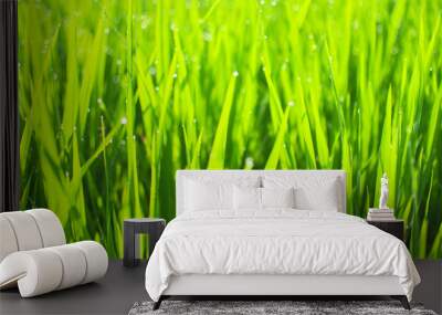 Close up of yellow green rice field. Texture of growing rice, floral background of green grass. Natural abstract soft green eco sunny background with grass and light spots dew. Wall mural