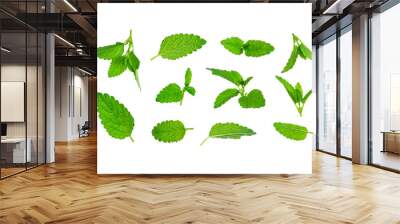 Collection of fresh green leaves of mint, lemon balm, melissa, peppermint isolated on white background. Mint leaf texture, pattern. Spearmint herbs. Tea ingredient. Ecology natural layout for design Wall mural