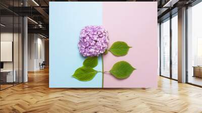 lilac pink hydrangea flower on pastel blue and pink flat lay background. mothers day, birthday, vale Wall mural