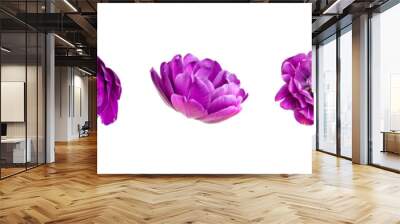 Various buds of purple tulip isolated on white background. Creative floral composition with tulips. Spring blossom concept, nature layout, beautiful flowers for your design Wall mural