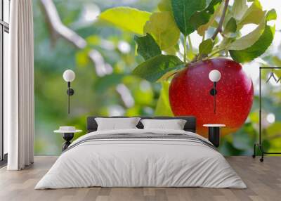 Ripe apple with green foliage of apple trees in the background. Wall mural