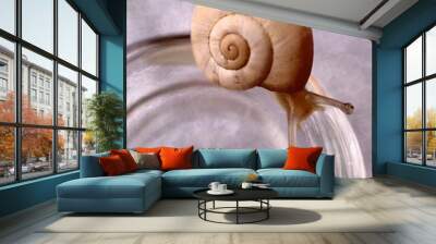 snail on a glass jar, macro Wall mural