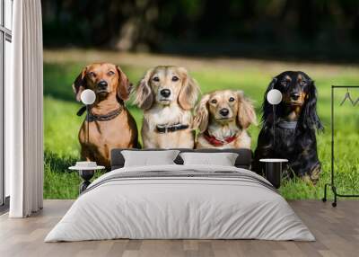 four dachshunds sitting in row on grass Wall mural