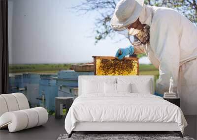 Beekeeper is working with bees and beehives on the apiary. Beekeeper on apiary. Wall mural