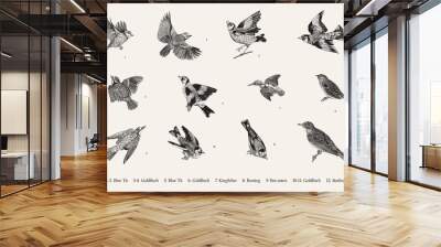 Birds. Set. Vector vintage illustrations. Black and white Wall mural