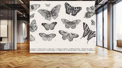 butterflies. set of elements for design. vector vintage classic illustration. black and white Wall mural