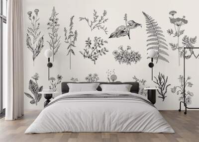 herbs and wild flowers. botany. set. vintage flowers. black and white illustration in the style of e Wall mural