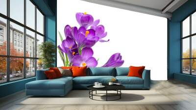 Purple Crocus flowers with green leaves isolated on white background Wall mural