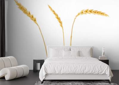 Wheat spikelets isolated on white background Wall mural