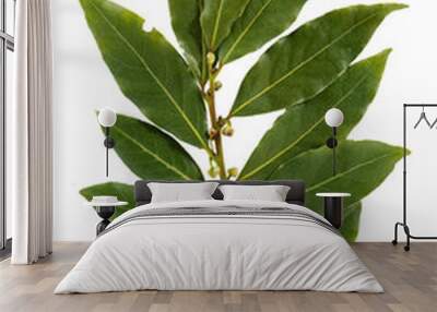 bay leaf isolated on white background Wall mural