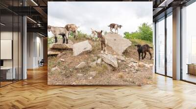 Goat cubs playing on the rocks. Wall mural