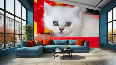 kitten in a gift box Wall mural