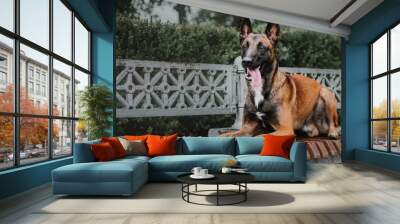 Belgian Shepherd dog (Malinois dog) at autumn park Wall mural