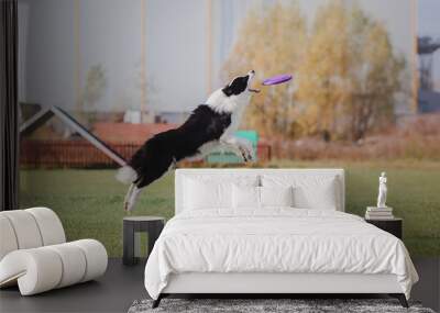 Border collie dog catches a flying disc Wall mural