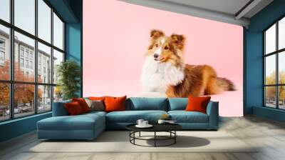 Shetland Sheepdog dog in the photo studio on pink background Wall mural