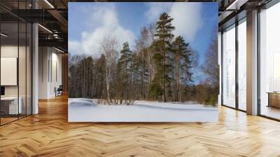 Mixed forest on a winter sunny day. Tall evergreen pines are soloing against the background of a blue sky and a smooth white snow field with snowdrifts. Hiking in the winter forest  Wall mural