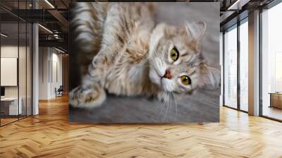 Gray fluffy cat lies on the floor. Wall mural