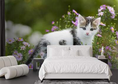 Motley kitten standing on  background of flowers Wall mural