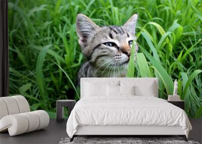  closeup striped kitten sniffs green grass, kitten on nature in green grass Wall mural