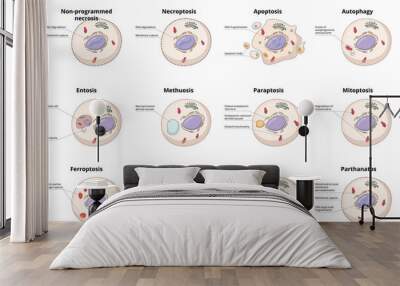 Cell death types: general differences between cell death processes, including common necrosis, autophagy, apoptosis, and specific entosis, paraptosis, and ferroptosis. Wall mural