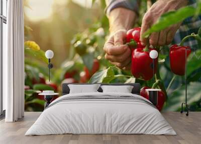 Farmer harvesting ripe red bell peppers from bush in sunny garden. Wall mural