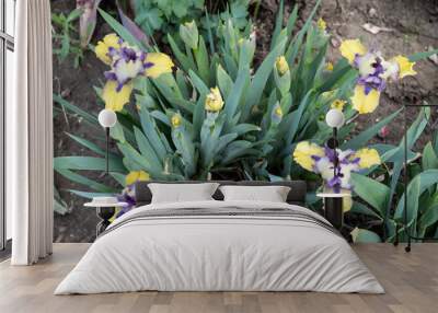 Flowering bush of border iris in beautiful yellow-blue tones. Wall mural