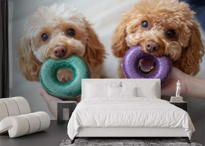 Two poodle dogs playing with a green and purple glittery donut-shaped toy, with a hand holding the toy in focus, against a white floor in daylight. The scene is cute. Wall mural