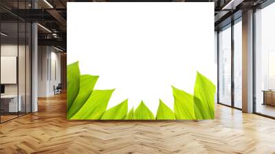 Green fresh leaf isolated background Wall mural